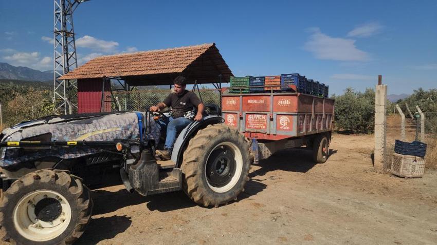 Hatay'da sofralık zeytin hasadı başladı! Fiyatı ve rekoltesi çiftçiyi memnun etti