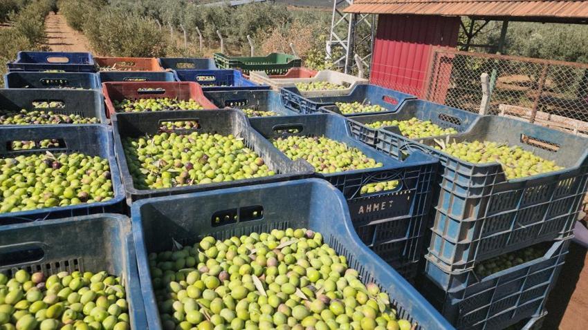 Hatay'da sofralık zeytin hasadı başladı! Fiyatı ve rekoltesi çiftçiyi memnun etti