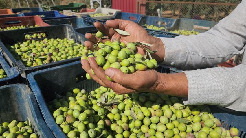 Hatay'da sofralık zeytin hasadı başladı! Fiyatı ve rekoltesi çiftçiyi memnun etti