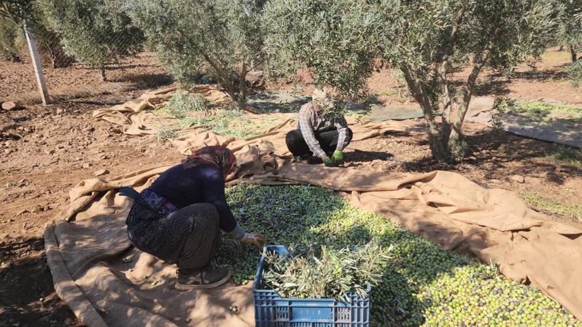 Hatay'da sofralık zeytin hasadı başladı! Fiyatı ve rekoltesi çiftçiyi memnun etti