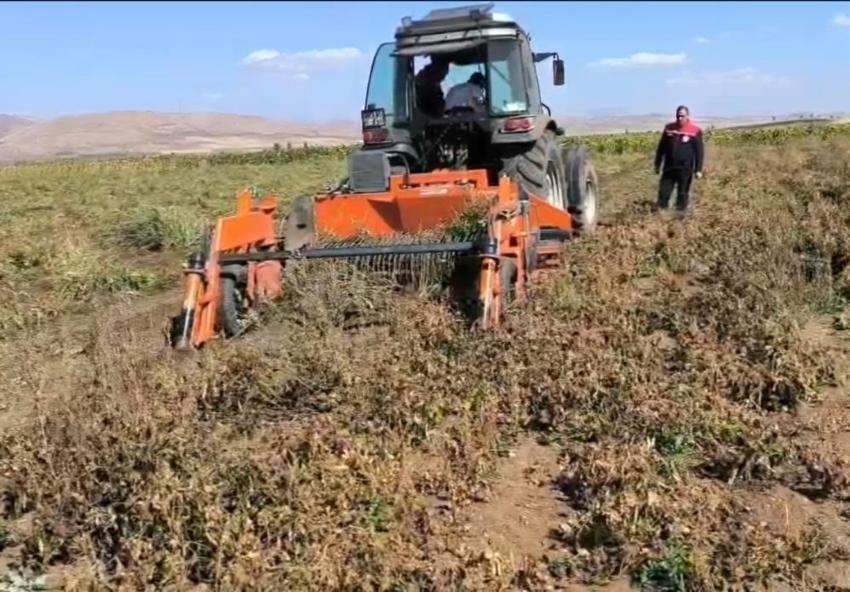 Bayburt'ta çiftçi yöntem değiştirdi, üretim hızla yükselişe geçti: 3 bin dekarlık alanda hasat başladı