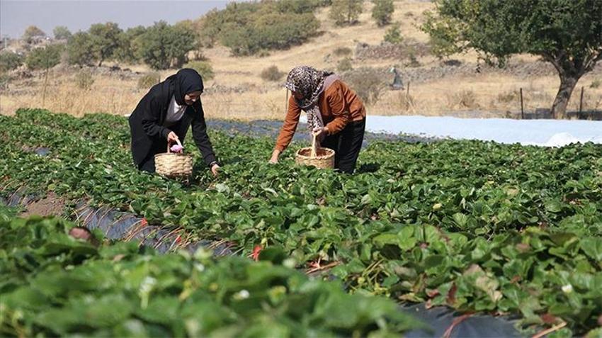 Yıllarca el sürülmeyen araziden servet çıktı! Gelin görümce dağın eteklerinde resmen para basıyor