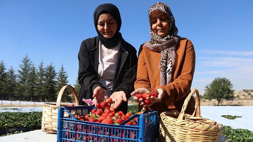 Yıllarca el sürülmeyen araziden servet çıktı! Gelin görümce dağın eteklerinde resmen para basıyor