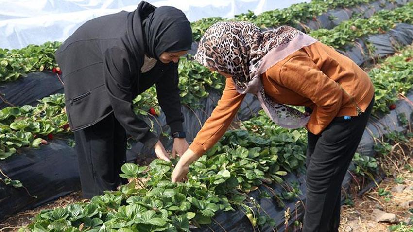 Yıllarca el sürülmeyen araziden servet çıktı! Gelin görümce dağın eteklerinde resmen para basıyor