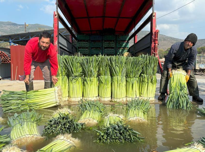 İzmir'de 100 yıllık tohumlardan ürettiler! Hasat başladı, mayısa kadar sürecek: Tarlada 25 TL pazarda 70 liraya satılıyor, çiftçi isyanda