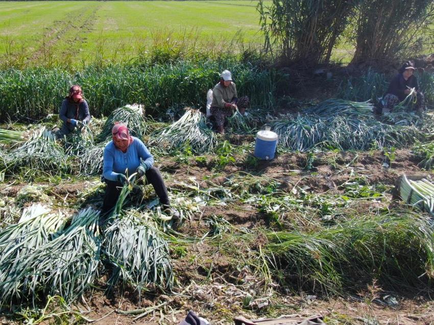 İzmir'de 100 yıllık tohumlardan ürettiler! Hasat başladı, mayısa kadar sürecek: Tarlada 25 TL pazarda 70 liraya satılıyor, çiftçi isyanda
