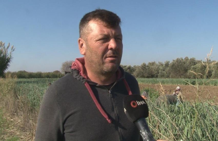 İzmir'de 100 yıllık tohumlardan ürettiler! Hasat başladı, mayısa kadar sürecek: Tarlada 25 TL pazarda 70 liraya satılıyor, çiftçi isyanda