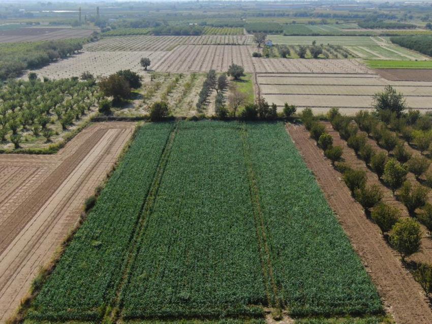 İzmir'de 100 yıllık tohumlardan ürettiler! Hasat başladı, mayısa kadar sürecek: Tarlada 25 TL pazarda 70 liraya satılıyor, çiftçi isyanda