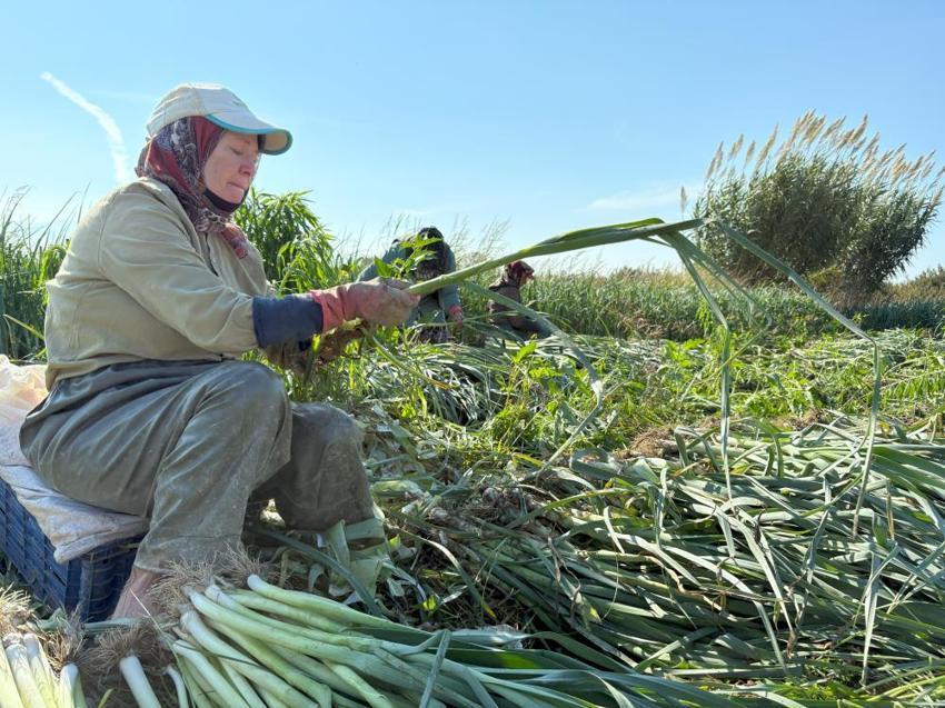 İzmir'de 100 yıllık tohumlardan ürettiler! Hasat başladı, mayısa kadar sürecek: Tarlada 25 TL pazarda 70 liraya satılıyor, çiftçi isyanda
