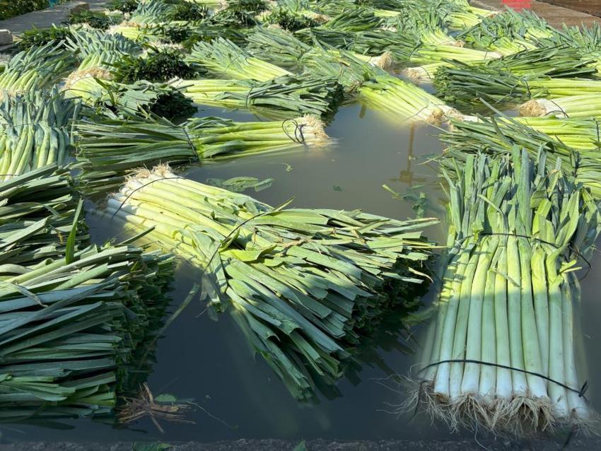 İzmir'de 100 yıllık tohumlardan ürettiler! Hasat başladı, mayısa kadar sürecek: Tarlada 25 TL pazarda 70 liraya satılıyor, çiftçi isyanda