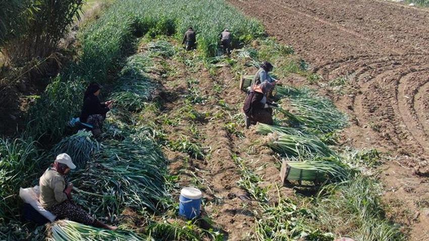İzmir'de 100 yıllık tohumlardan ürettiler! Hasat başladı, mayısa kadar sürecek: Tarlada 25 TL pazarda 70 liraya satılıyor, çiftçi isyanda
