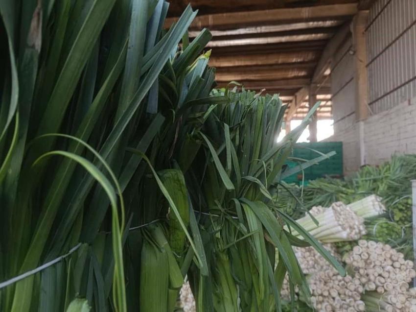 Bursa'dan tüm Türkiye ve Avrupa'ya gönderiliyor! Kışlık hasat başladı: Üreticinin yüzü güldü