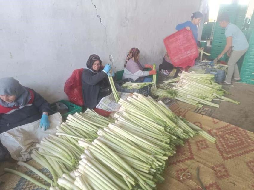 Bursa'dan tüm Türkiye ve Avrupa'ya gönderiliyor! Kışlık hasat başladı: Üreticinin yüzü güldü