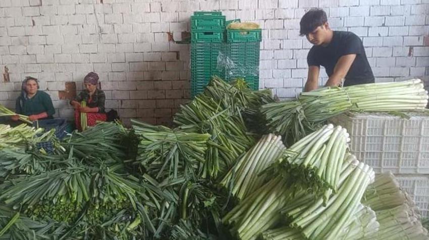 Bursa'dan tüm Türkiye ve Avrupa'ya gönderiliyor! Kışlık hasat başladı: Üreticinin yüzü güldü