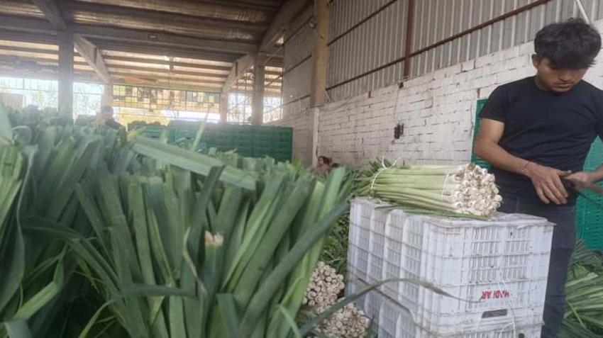 Bursa'dan tüm Türkiye ve Avrupa'ya gönderiliyor! Kışlık hasat başladı: Üreticinin yüzü güldü