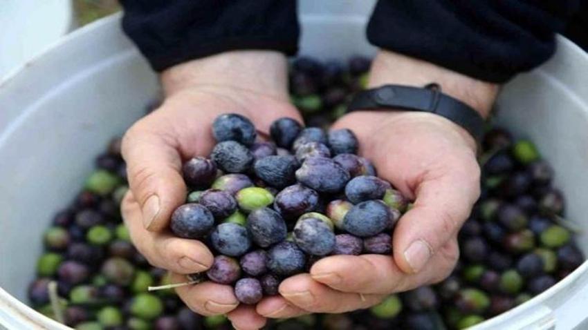 Artvin'de hasat öncesi açıklandı! Butko zeytinin taban fiyatı belli oldu