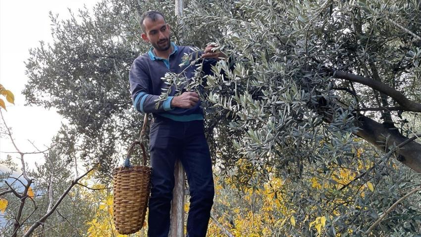 Artvin'de hasat öncesi açıklandı! Butko zeytinin taban fiyatı belli oldu