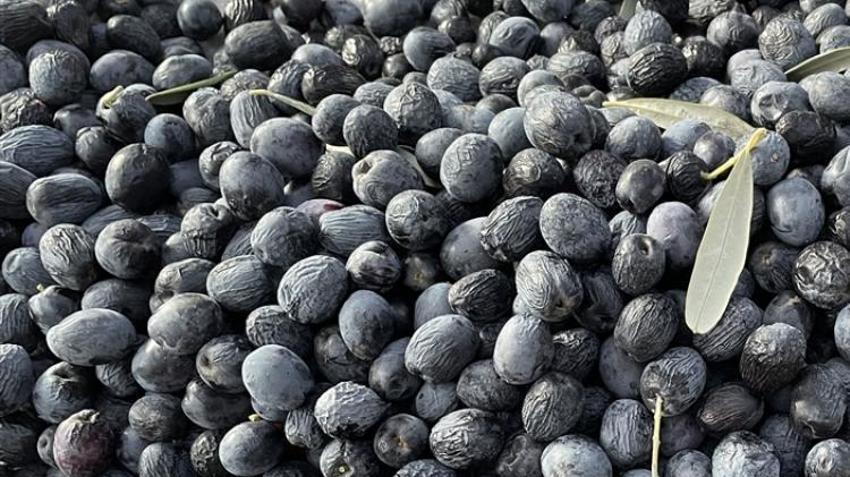 Artvin’de hasat sezonu fiyatları açıklandı! Taban fiyatı 300 TL olarak belirlendi