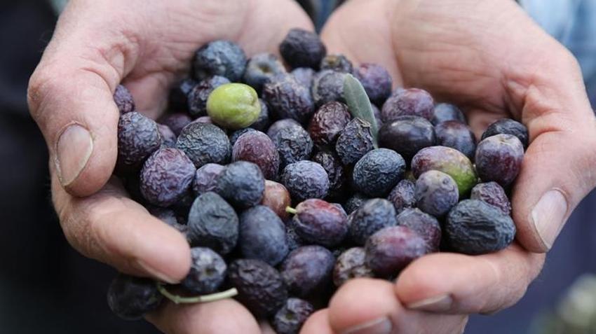 Artvin’de hasat sezonu fiyatları açıklandı! Taban fiyatı 300 TL olarak belirlendi