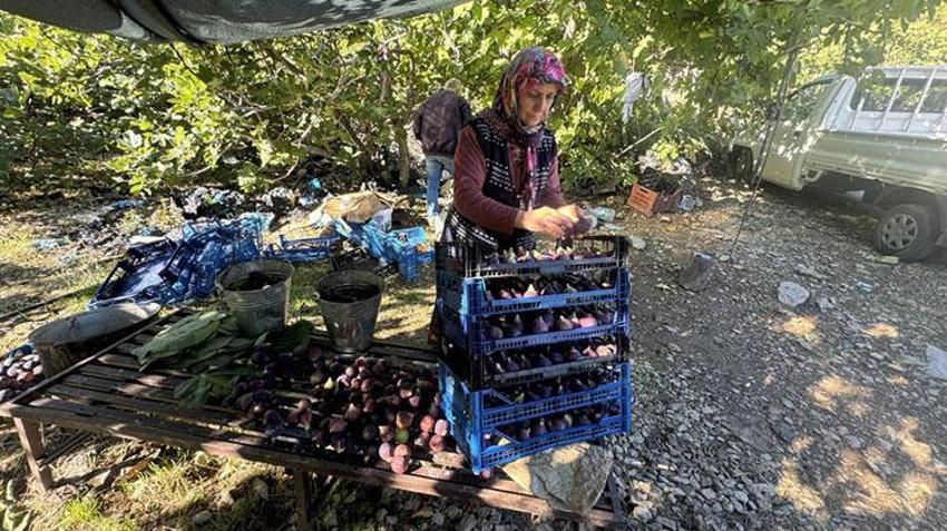 Antalya'da hasat bir ay gecikti, hem verim hem fiyat düştü: Çiftçi, son 25 yılın en kötü sezonunu yaşıyor!