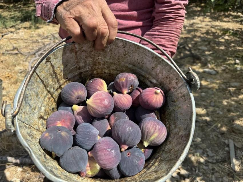Antalya'da hasat bir ay gecikti, hem verim hem fiyat düştü: Çiftçi, son 25 yılın en kötü sezonunu yaşıyor!