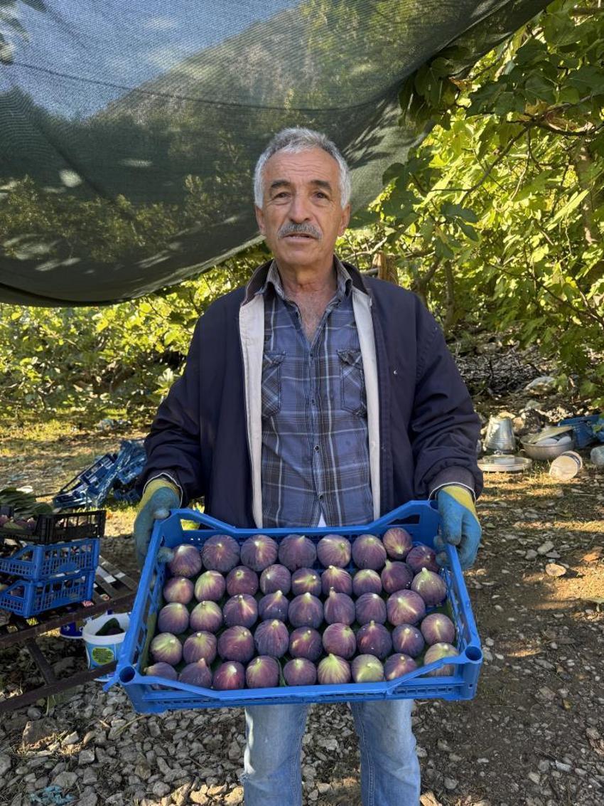 Antalya'da hasat bir ay gecikti, hem verim hem fiyat düştü: Çiftçi, son 25 yılın en kötü sezonunu yaşıyor!