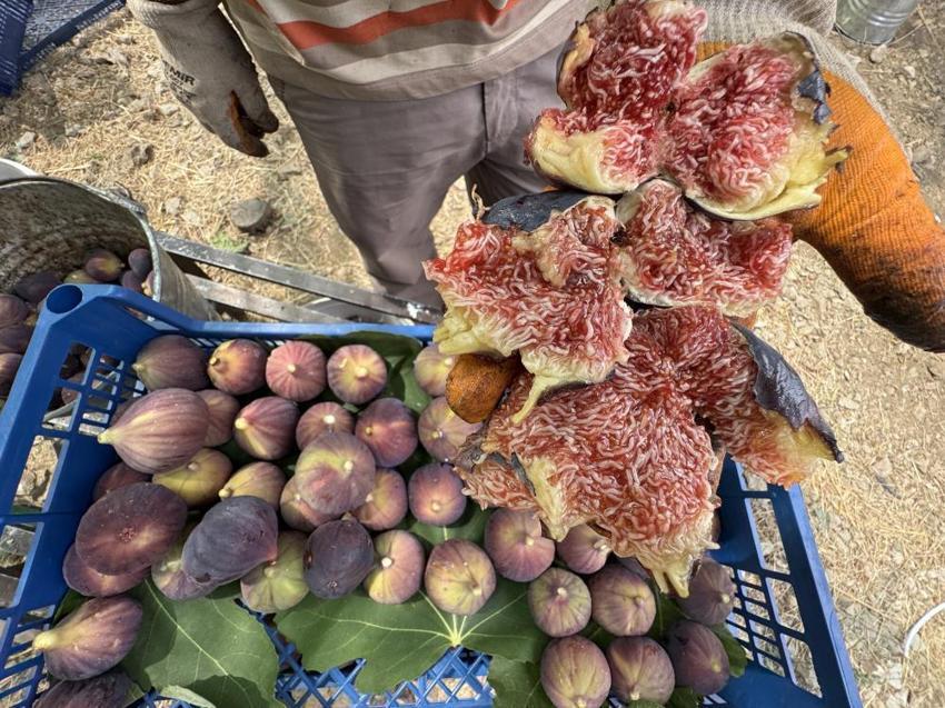 Antalya'da hasat bir ay gecikti, hem verim hem fiyat düştü: Çiftçi, son 25 yılın en kötü sezonunu yaşıyor!