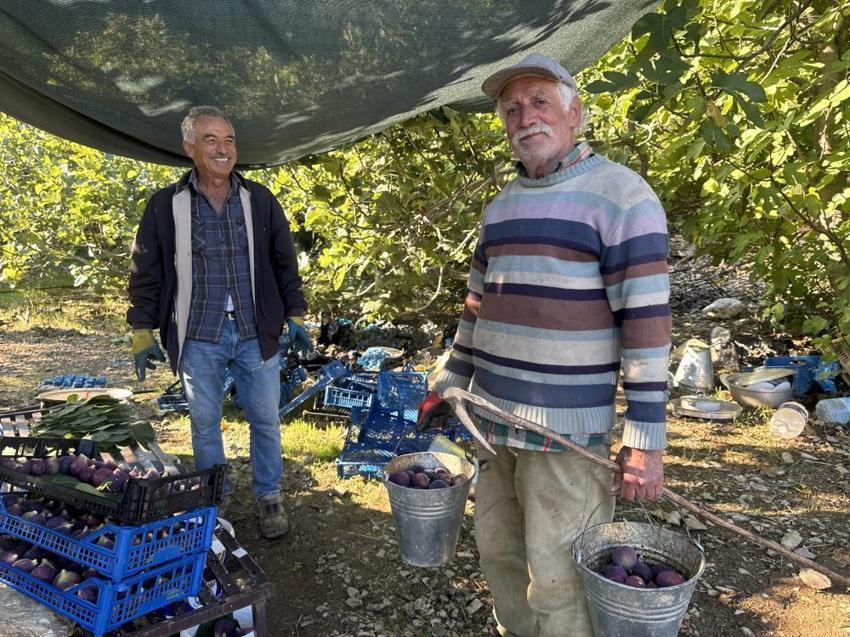 Antalya'da hasat bir ay gecikti, hem verim hem fiyat düştü: Çiftçi, son 25 yılın en kötü sezonunu yaşıyor!