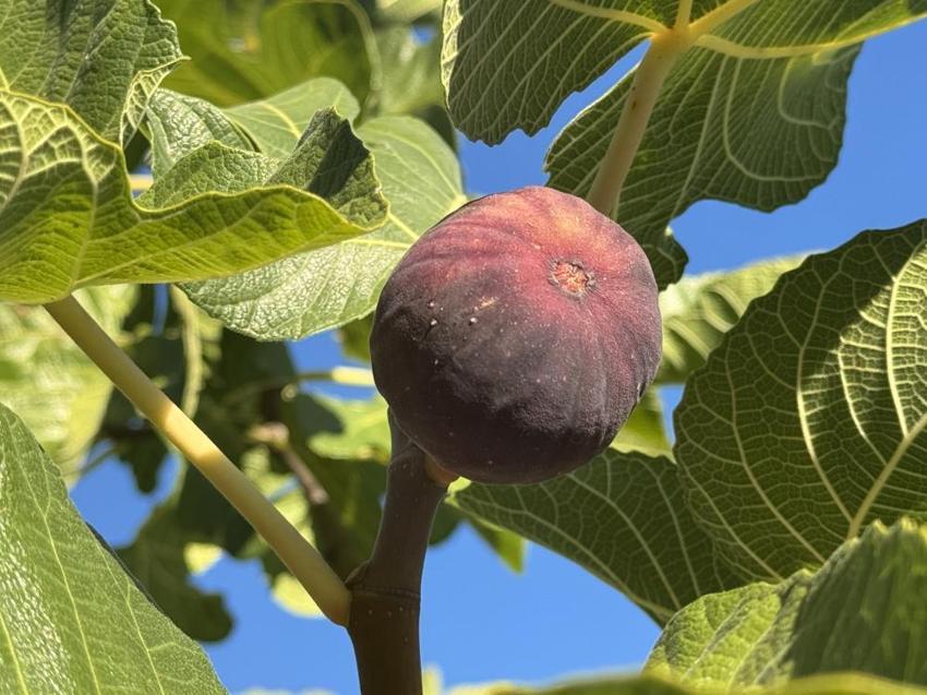Antalya'da hasat bir ay gecikti, hem verim hem fiyat düştü: Çiftçi, son 25 yılın en kötü sezonunu yaşıyor!