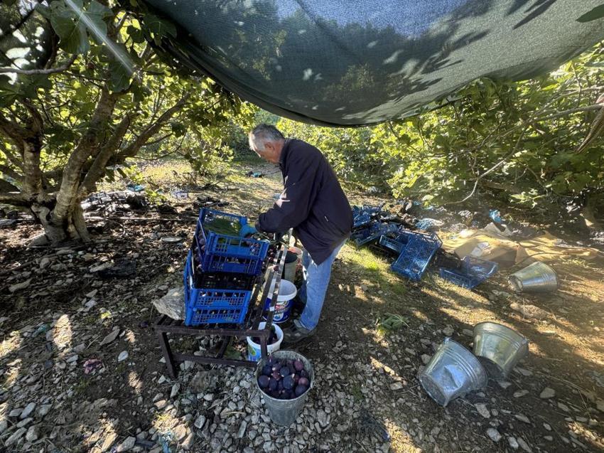 Antalya'da hasat bir ay gecikti, hem verim hem fiyat düştü: Çiftçi, son 25 yılın en kötü sezonunu yaşıyor!