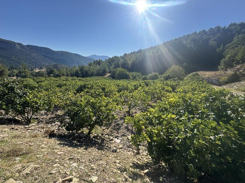Antalya'da hasat bir ay gecikti, hem verim hem fiyat düştü: Çiftçi, son 25 yılın en kötü sezonunu yaşıyor!