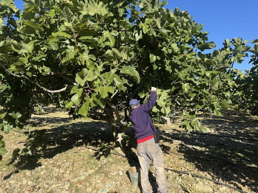 Antalya'da hasat bir ay gecikti, hem verim hem fiyat düştü: Çiftçi, son 25 yılın en kötü sezonunu yaşıyor!