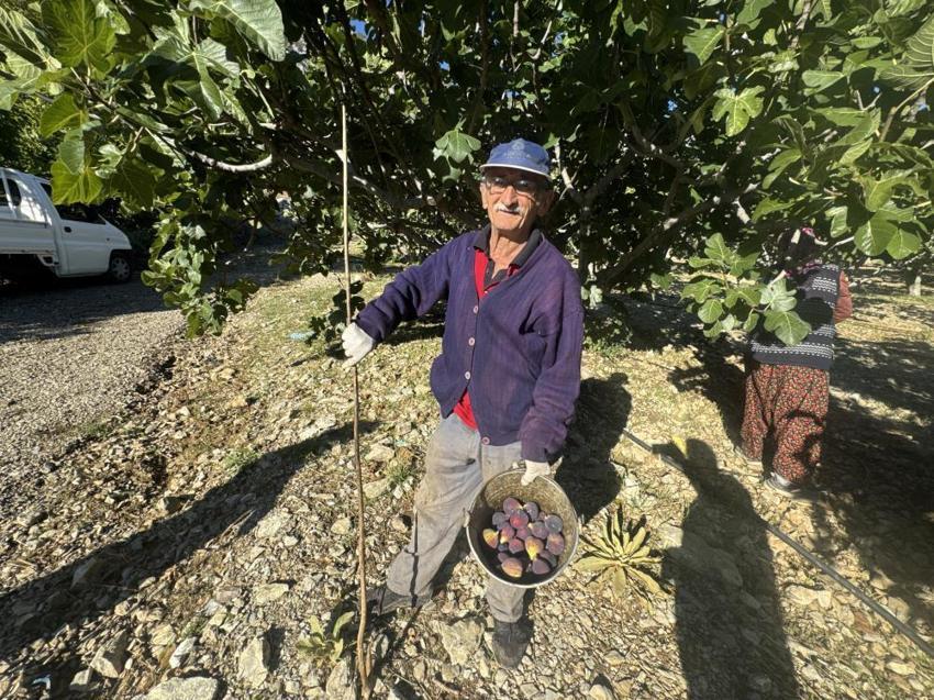 Antalya'da hasat bir ay gecikti, hem verim hem fiyat düştü: Çiftçi, son 25 yılın en kötü sezonunu yaşıyor!