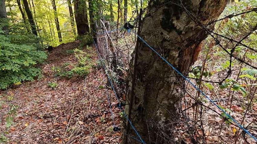 Kütahyalı çiftçi ilk ürününü hasat edemedi! Bahçeye gittiğinde hayatının şokunu yaşadı: 'Bundan sonra tek başıma gelmem'