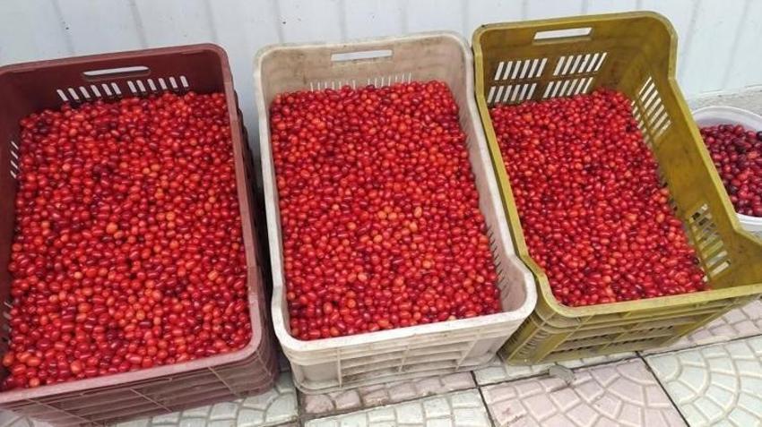 Dere yataklarından kasa kasa topluyorlar! Kilosu 80 TL'ye kadar çıkıyor! Faydaları saymakla bitmiyor