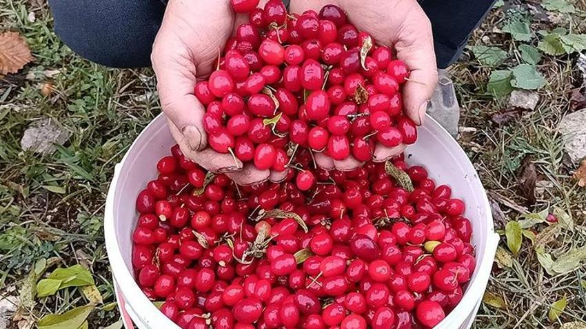 Dere yataklarından kasa kasa topluyorlar! Kilosu 80 TL'ye kadar çıkıyor! Faydaları saymakla bitmiyor