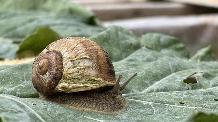 Pandemiyi fırsata çevirdi! Bulgaristan'dan getirtip Trabzon'da markasını kurdu! Şimdi dünyaya satıyor