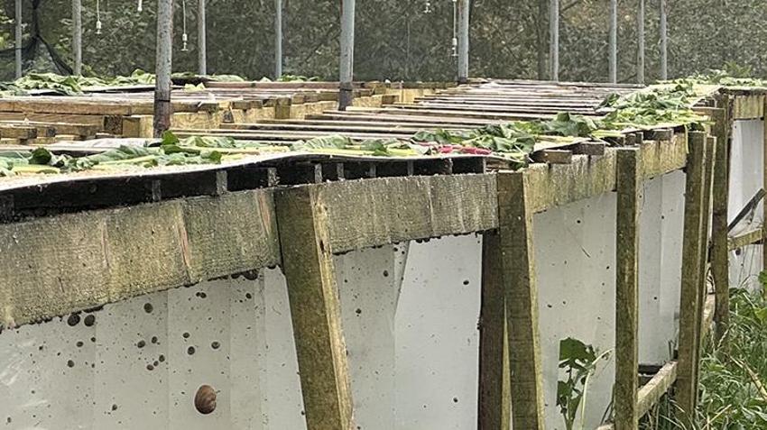 Pandemiyi fırsata çevirdi! Bulgaristan'dan getirtip Trabzon'da markasını kurdu! Şimdi dünyaya satıyor