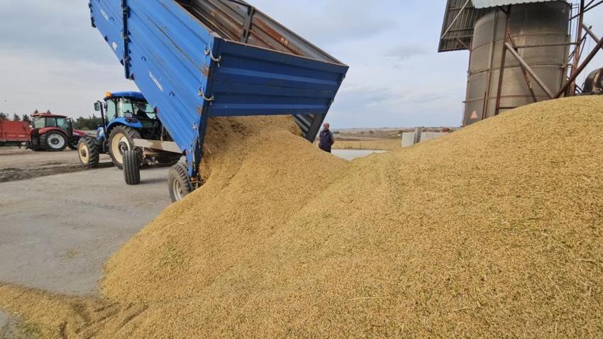 Edirne’de çeltik tarlaları çamura battı! Zorlu hasat başladı! Verim yüz güldürdü ama fiyatlar üzdü!