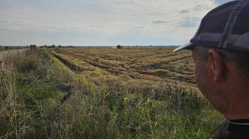 Edirne’de çeltik tarlaları çamura battı! Zorlu hasat başladı! Verim yüz güldürdü ama fiyatlar üzdü!