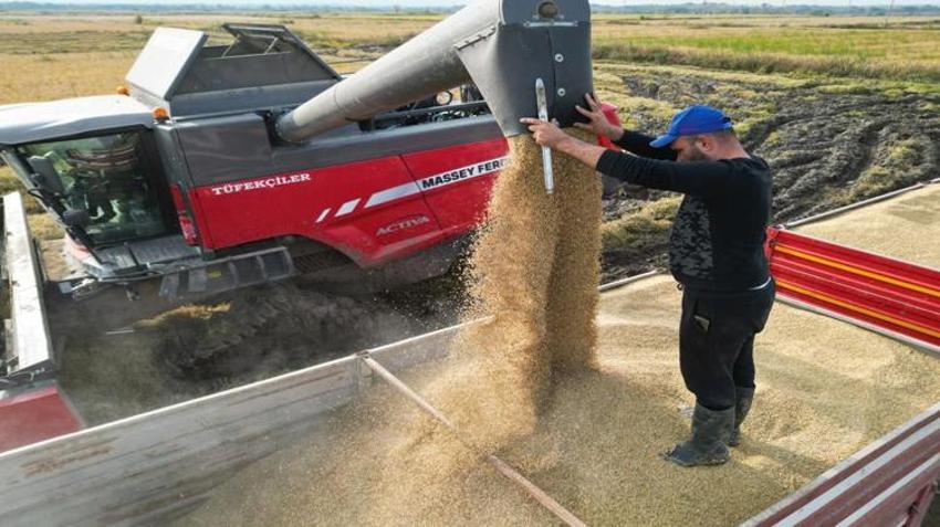 Edirne’de çeltik tarlaları çamura battı! Zorlu hasat başladı! Verim yüz güldürdü ama fiyatlar üzdü!