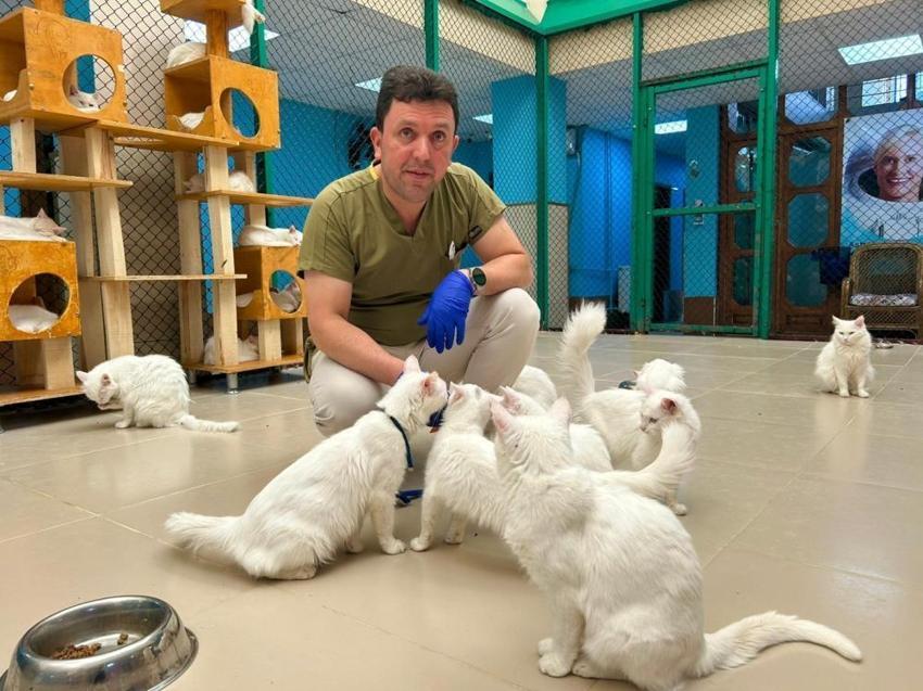 Van kedilerinin 'Koruyucu Babası' oldu! Kedilerin neslini kurtaran kahraman ömrünü bu işe adadı: 'Veterinerlik bodrumundan lüks villaya...'