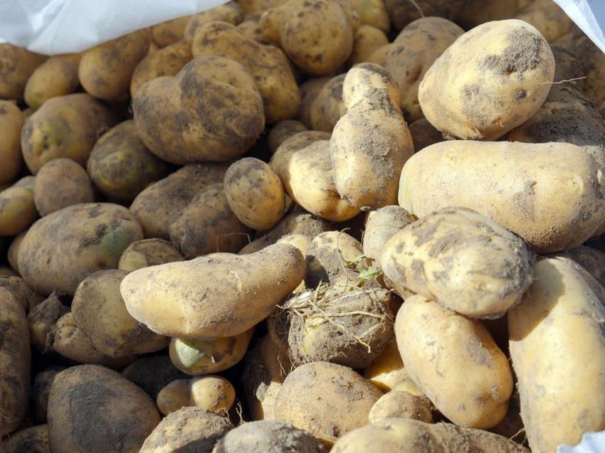 Kastamonu patatesi rekor kırdı! Devrekani'de dekar başına 5 ton verim: Çiftçinin yüzü güldü!