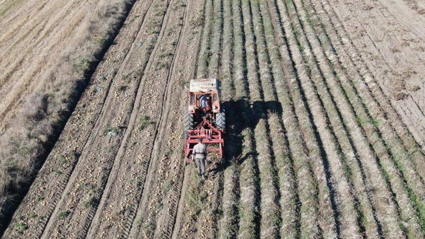 Kastamonu patatesi rekor kırdı! Devrekani'de dekar başına 5 ton verim: Çiftçinin yüzü güldü!