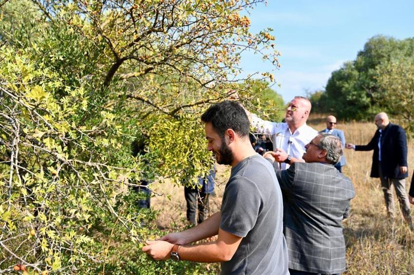 Bursa'nın köyünde 'hazine' var! Kendiliğinden yetişiyor, yeni dönem başladı, artık dünya tanıyacak