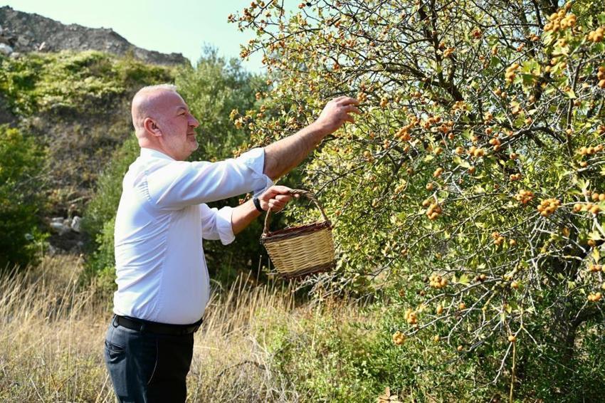 Bursa'nın köyünde 'hazine' var! Kendiliğinden yetişiyor, yeni dönem başladı, artık dünya tanıyacak