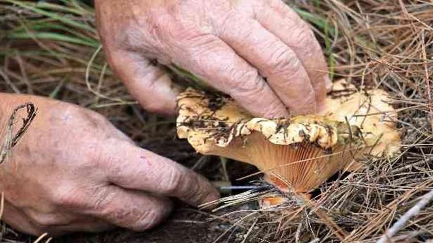 Bolu’da ormanların yer köşesinden fışkırıyor! Akın akın gelip sepet sepet topluyorlar