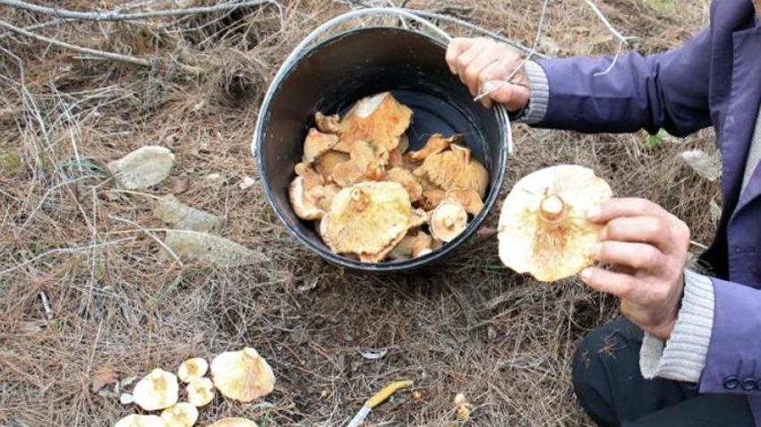 Bolu’da ormanların yer köşesinden fışkırıyor! Akın akın gelip sepet sepet topluyorlar