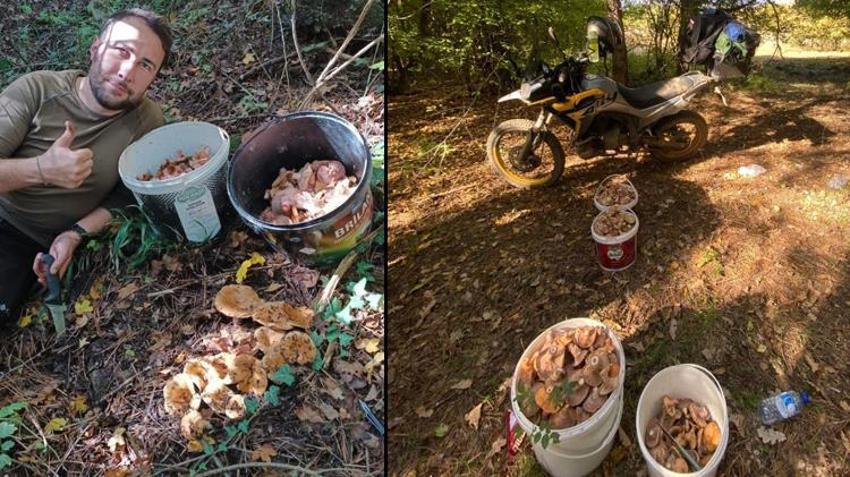 Bolu’da ormanların yer köşesinden fışkırıyor! Akın akın gelip sepet sepet topluyorlar