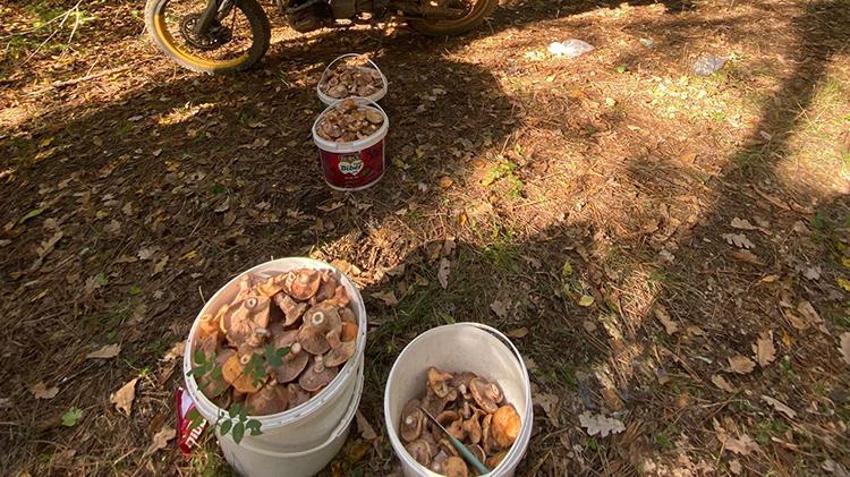 Bolu’da ormanların yer köşesinden fışkırıyor! Akın akın gelip sepet sepet topluyorlar